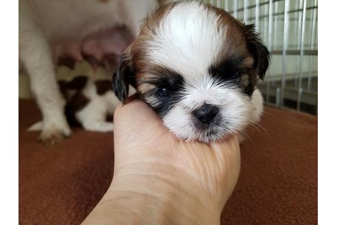 成約済の愛知県のシーズー-53083の4枚目