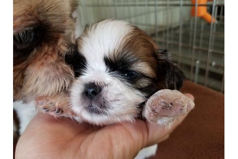 成約済の愛知県のシーズー-53083の2枚目