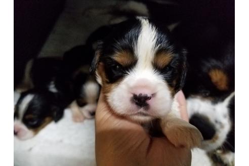 成約済の愛知県のキャバリアキングチャールズスパニエル-53434の4枚目