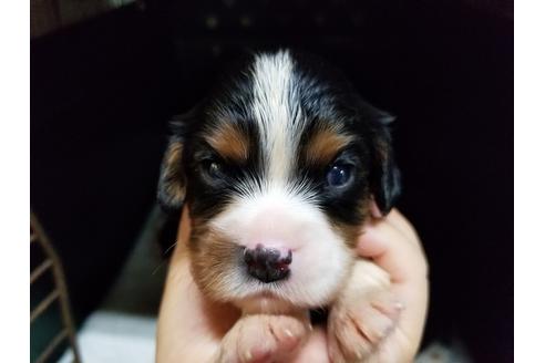 成約済の愛知県のキャバリアキングチャールズスパニエル-53434の3枚目