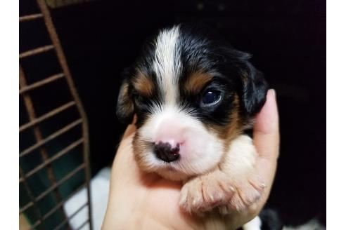 成約済の愛知県のキャバリアキングチャールズスパニエル-53435の6枚目