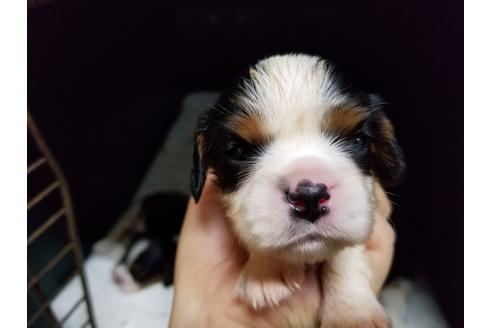 成約済の愛知県のキャバリアキングチャールズスパニエル-53435の5枚目