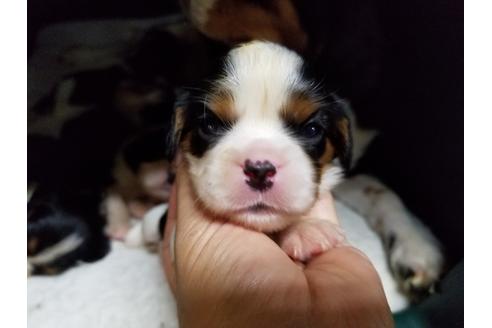 成約済の愛知県のキャバリアキングチャールズスパニエル-53435の4枚目