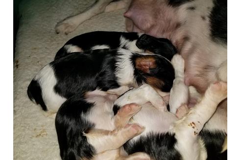 成約済の愛知県のキャバリアキングチャールズスパニエル-53435の3枚目