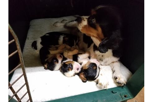 成約済の愛知県のキャバリアキングチャールズスパニエル-53435の1枚目