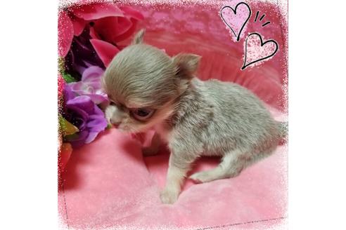 成約済の三重県のチワワ(ロングコート)-53020の5枚目