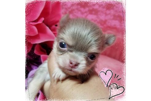 成約済の三重県のチワワ(ロングコート)-53020の3枚目