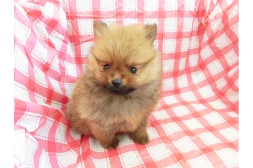 成約済の福岡県のポメラニアン-53473の1枚目
