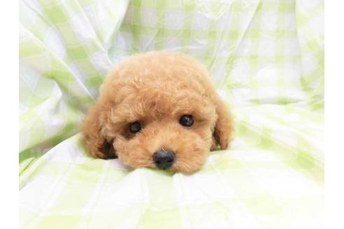 成約済の福岡県のトイプードル-53475の1枚目