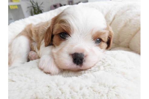 成約済の福岡県のキャバリアキングチャールズスパニエル-53477の1枚目
