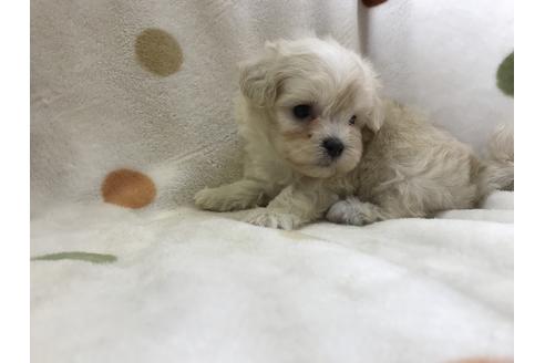 成約済の岐阜県のミックス犬-53453の3枚目