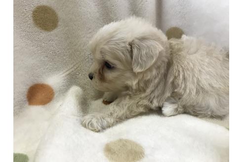 成約済の岐阜県のミックス犬-53453の2枚目