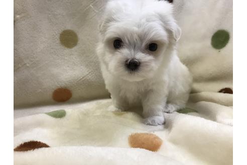 成約済の岐阜県のマルチーズ-53452の5枚目
