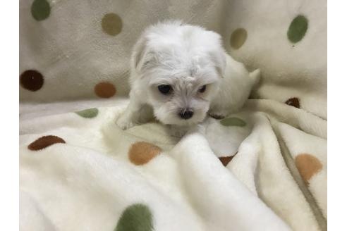 成約済の岐阜県のマルチーズ-53452の1枚目