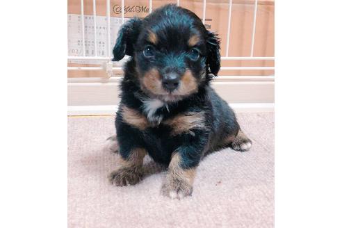 成約済の山口県のミックス犬-53543の2枚目