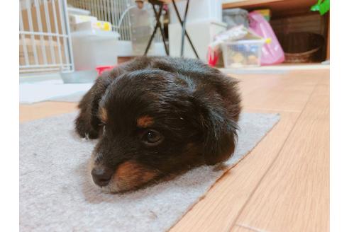 成約済の山口県のミックス犬-53543の1枚目