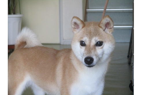 成約済の岡山県の柴犬-53579の2枚目