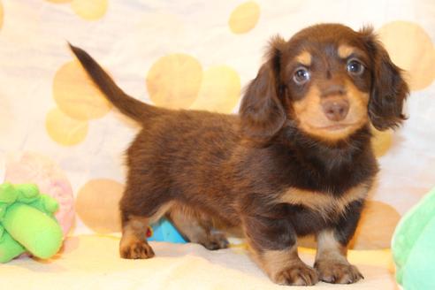 成約済の愛知県のカニンヘンダックスフンド(ロングヘアード)-51858の10枚目