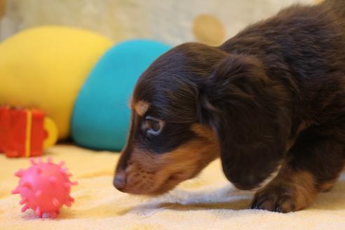 成約済の愛知県のカニンヘンダックスフンド(ロングヘアード)-51858の8枚目