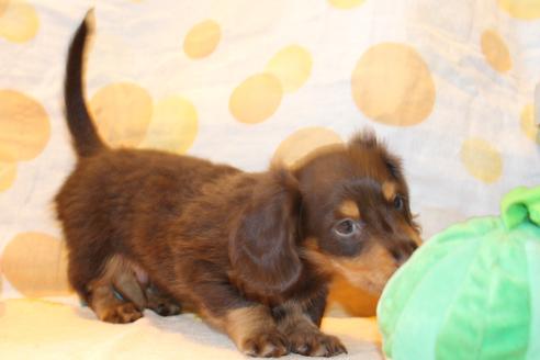 成約済の愛知県のカニンヘンダックスフンド(ロングヘアード)-51858の7枚目