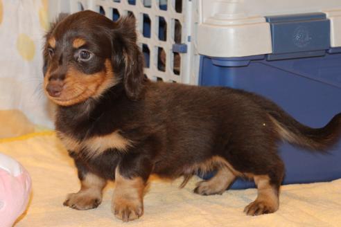 成約済の愛知県のカニンヘンダックスフンド(ロングヘアード)-51858の5枚目