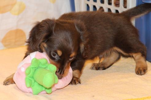成約済の愛知県のカニンヘンダックスフンド(ロングヘアード)-51858の4枚目