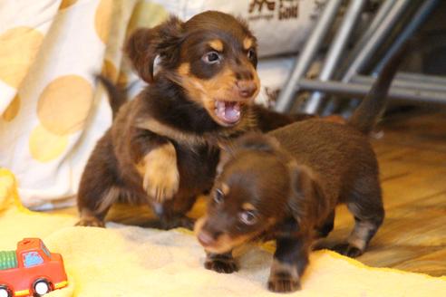 成約済の愛知県のカニンヘンダックスフンド(ロングヘアード)-51858の3枚目