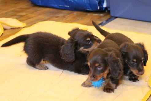 成約済の愛知県のカニンヘンダックスフンド(ロングヘアード)-51858の1枚目