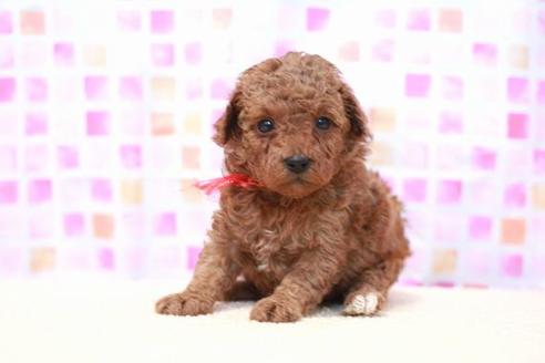 成約済の滋賀県のトイプードル-53365の5枚目