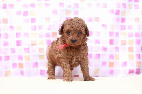 成約済の滋賀県のトイプードル-53365の4枚目