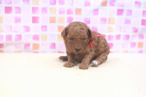 成約済の滋賀県のトイプードル-53365の2枚目