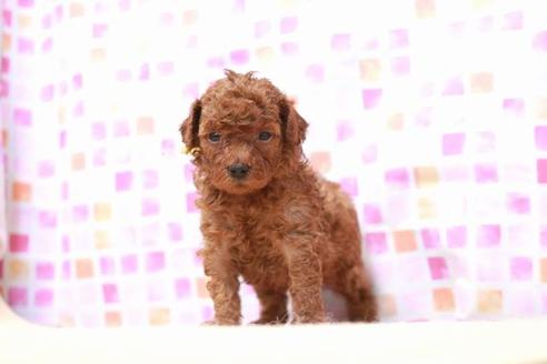 成約済の滋賀県のトイプードル-53366の5枚目