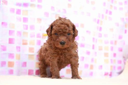 成約済の滋賀県のトイプードル-53366の4枚目