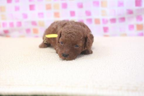 成約済の滋賀県のトイプードル-53366の2枚目