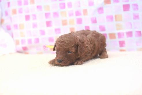 成約済の滋賀県のトイプードル-53366の1枚目