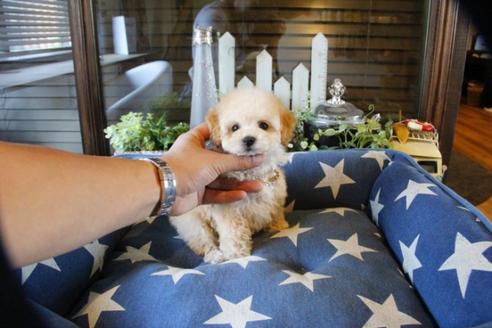 成約済の埼玉県のトイプードル-53642の5枚目