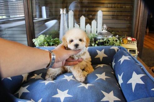 成約済の埼玉県のトイプードル-53642の4枚目