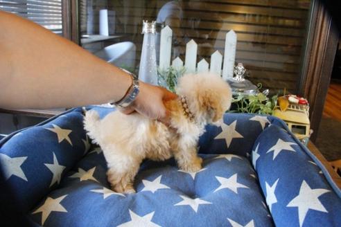 成約済の埼玉県のトイプードル-53642の3枚目