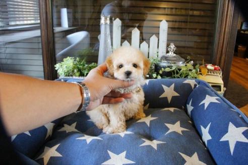 成約済の埼玉県のトイプードル-53642の1枚目