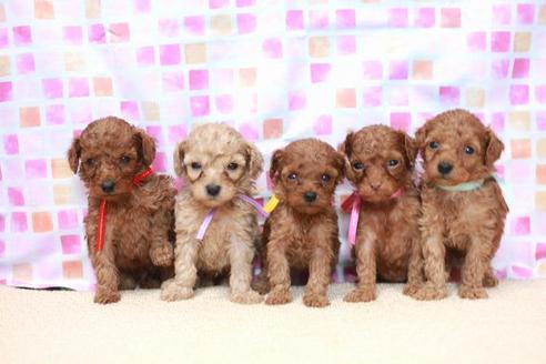 成約済の滋賀県のトイプードル-53664の5枚目