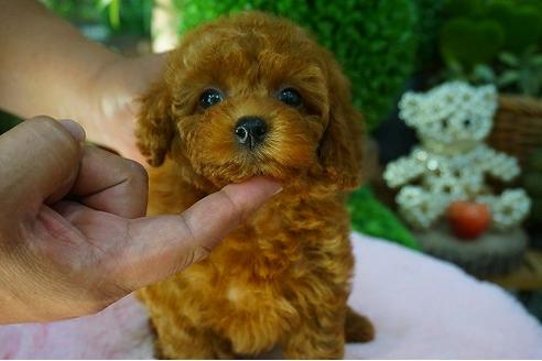 成約済の京都府のタイニープードル-53685の2枚目