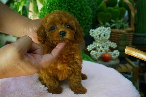 成約済の京都府のタイニープードル-53685の1枚目