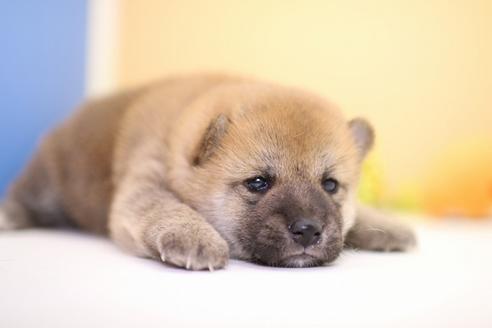 成約済の愛知県の柴犬-53760の3枚目