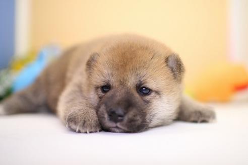 成約済の愛知県の柴犬-53760の2枚目