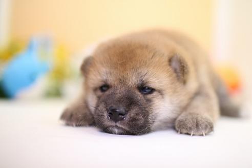 成約済の愛知県の柴犬-53760の1枚目
