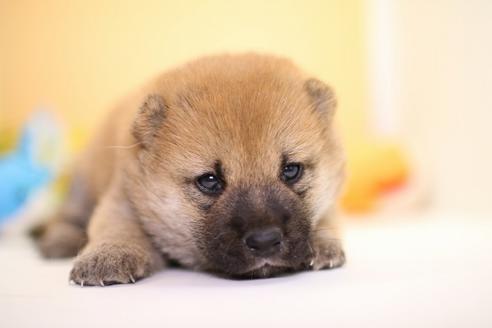 成約済の愛知県の柴犬-53762の3枚目