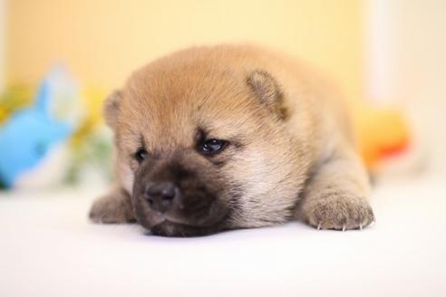 成約済の愛知県の柴犬-53764の3枚目
