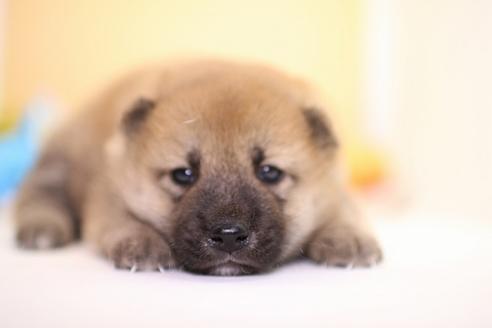 成約済の愛知県の柴犬-53764の2枚目