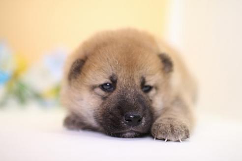 成約済の愛知県の柴犬-53764の1枚目