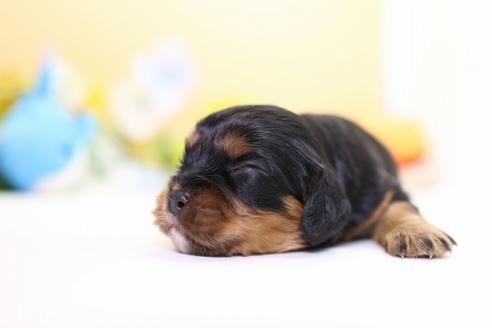 成約済の愛知県のキャバリアキングチャールズスパニエル-53773の1枚目
